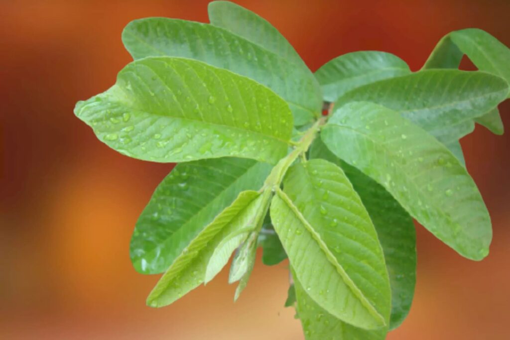 Lá ổi làm giảm lượng cholesterol, bảo vệ sức khỏe tim mạch