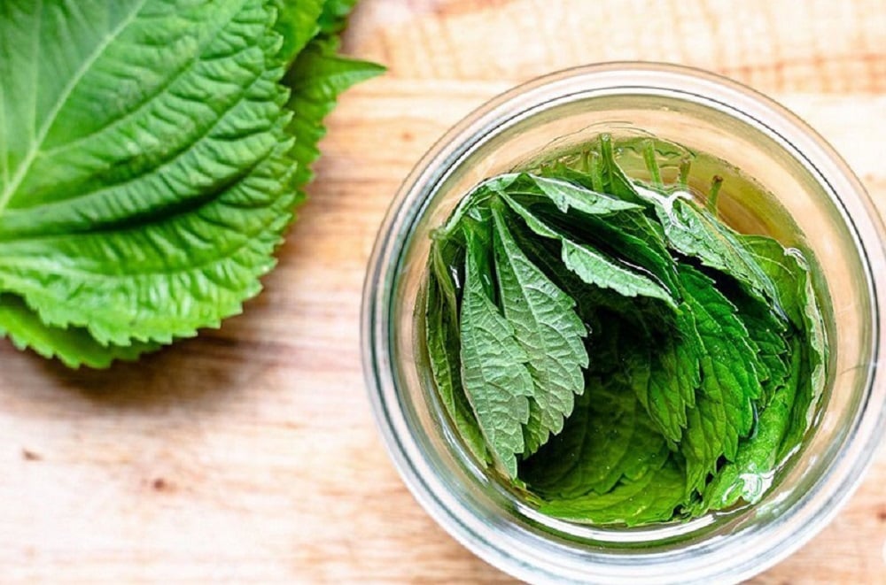 Những lợi ích sức khỏe của lá tía tô và lưu ý khi sử dụng