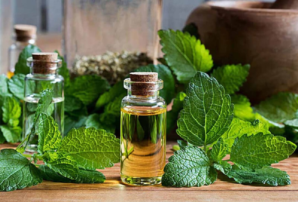 Việc sử dụng lá tía tô không đúng cách sẽ ảnh hưởng lớn đến cơ thể