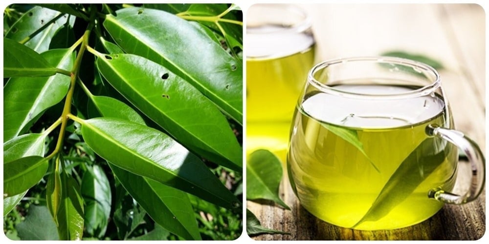 Những lưu ý khi dùng lá vối