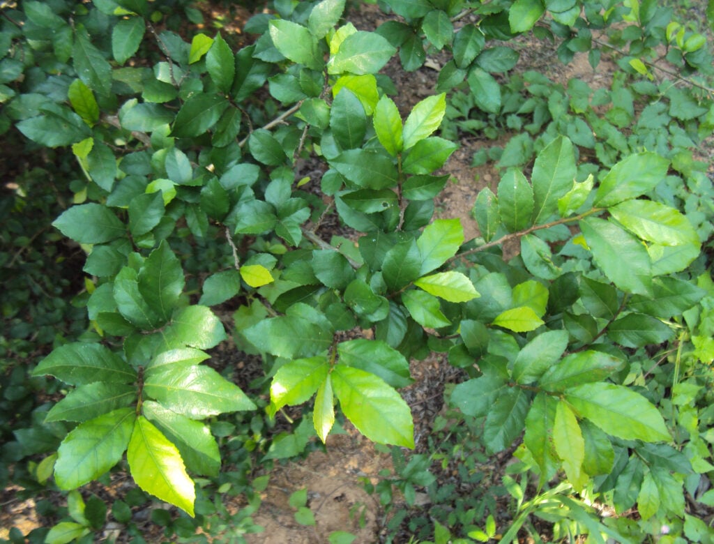 Bạn có thể sử dụng cây ruối riêng lẻ hoặc kết hợp với một số loại thảo dược khác