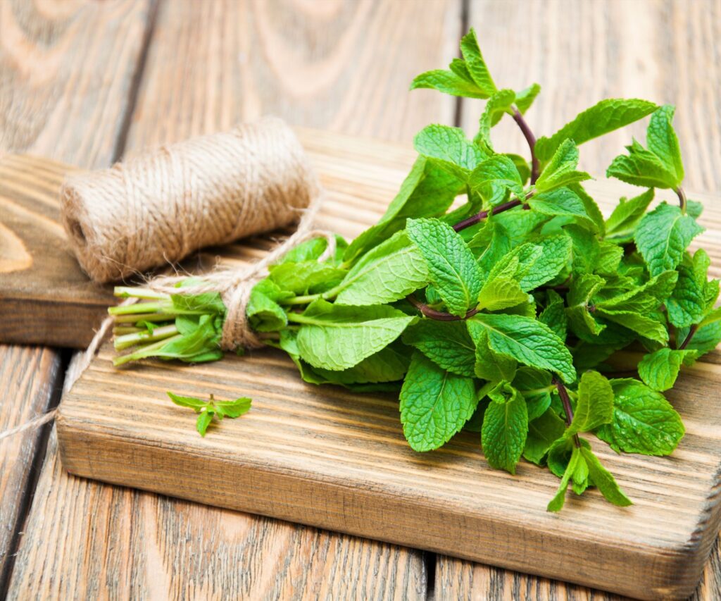 Không bôi trực tiếp lá bạc hà lên da trẻ sơ sinh 