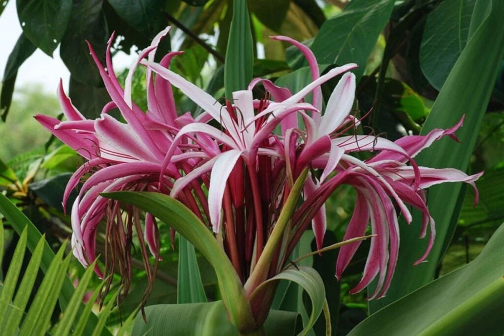 Lưu ý khi sử dụng cây đại tướng quân