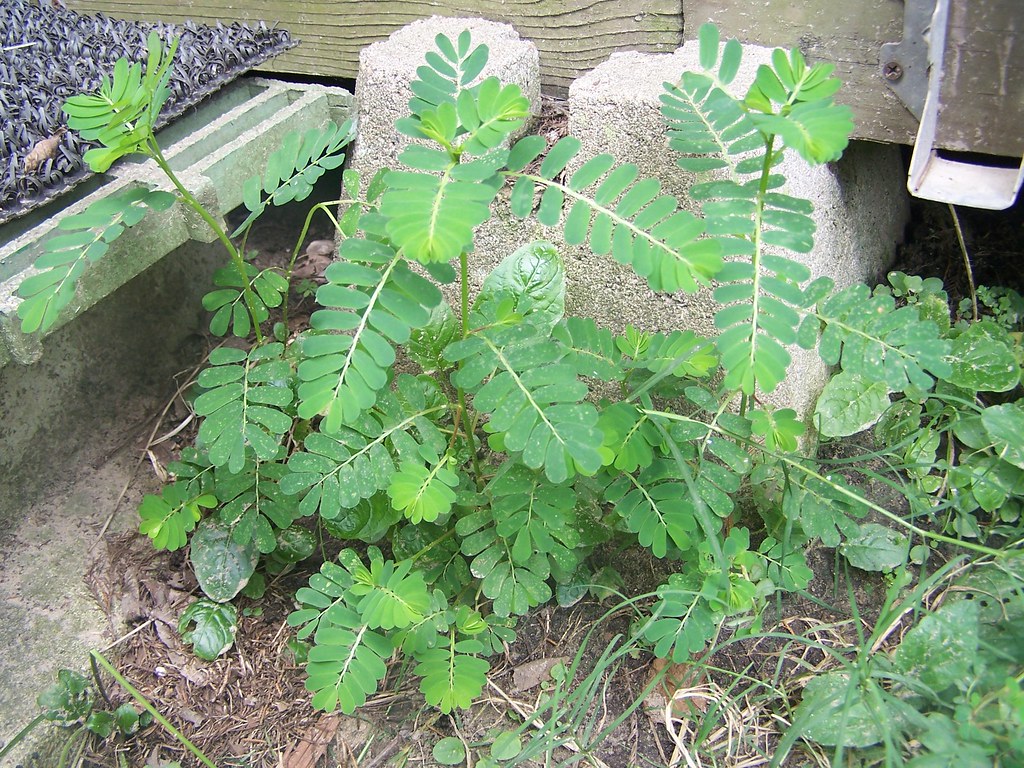 Mặt trên lá cây diệp hạ châu có màu xanh đậm 