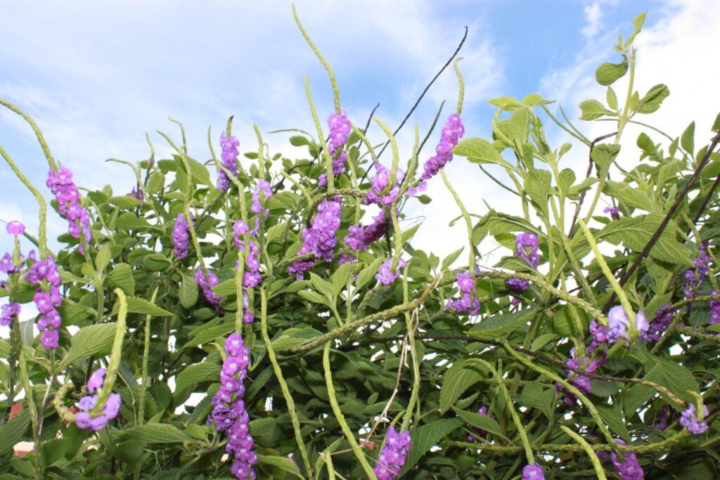 Đặc điểm của cây đuôi chuột