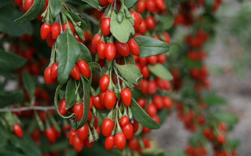 Quả mọc riêng lẻ ở nách lá và có màu đỏ tím nhạt 