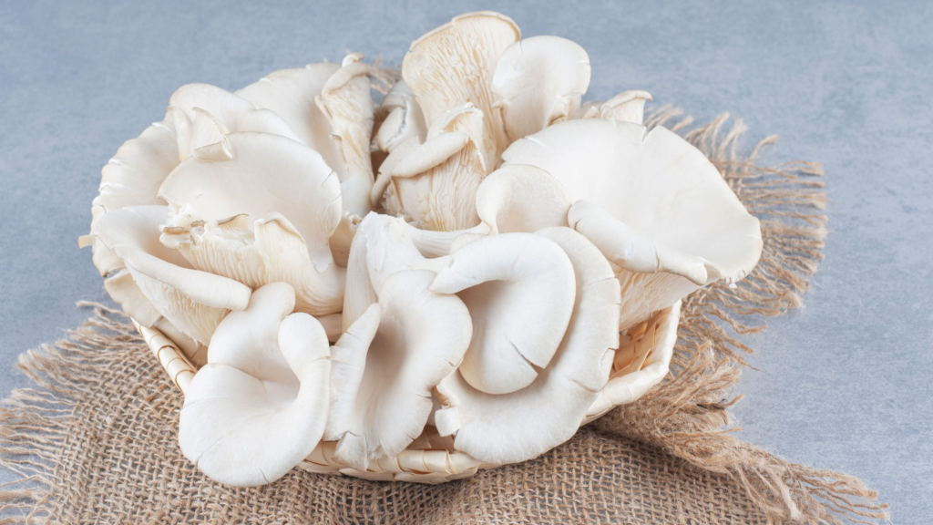 Nấm bào ngư giúp phòng chống bệnh ung bướu và giúp cơ thể chậm lão hóa 