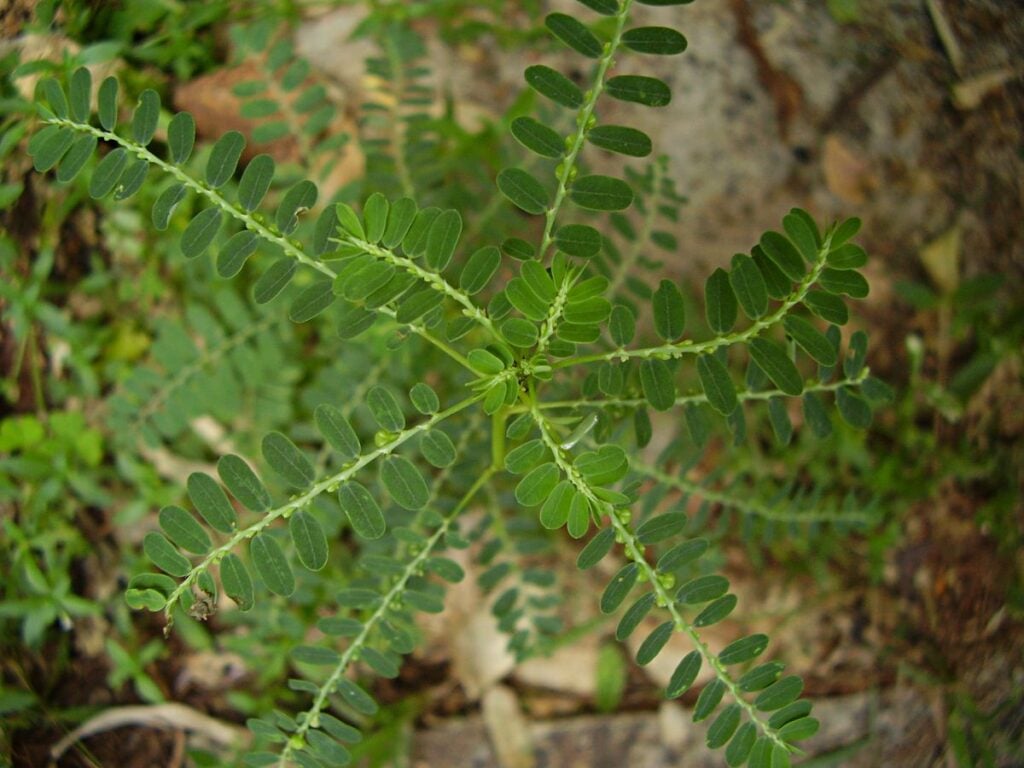 Có 2 bài thuốc hỗ trợ tiêu độc từ cây diệp hạ châu 