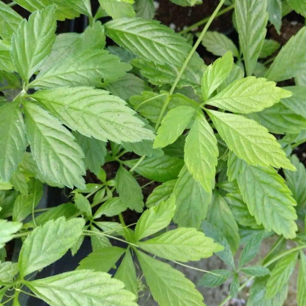 Phúc ẩm thảo có khả năng bảo vệ gan