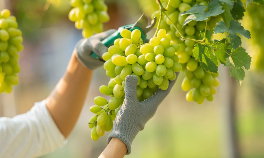 Quả nho xuất hiện đầu tiên ở vùng Địa Trung Hải