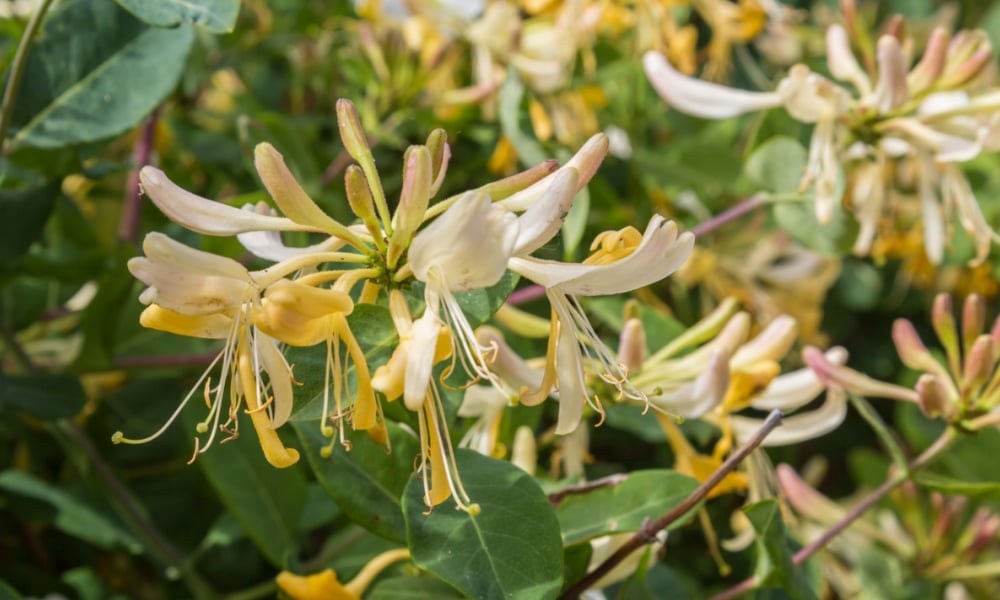 Những bệnh có thể điều trị bằng loại hoa này 