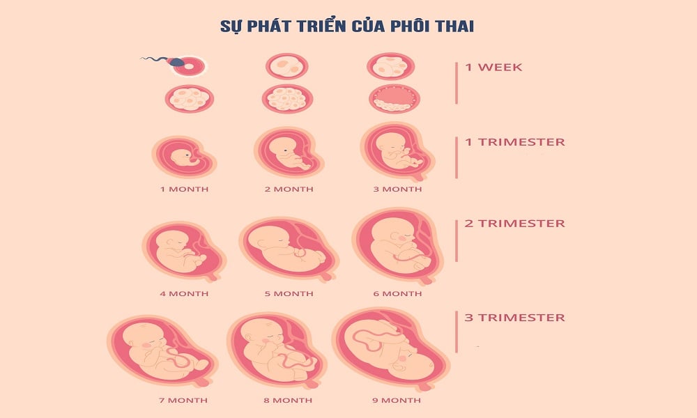 Những chỉ số về thai nhi trong 25 tuần tuổi 