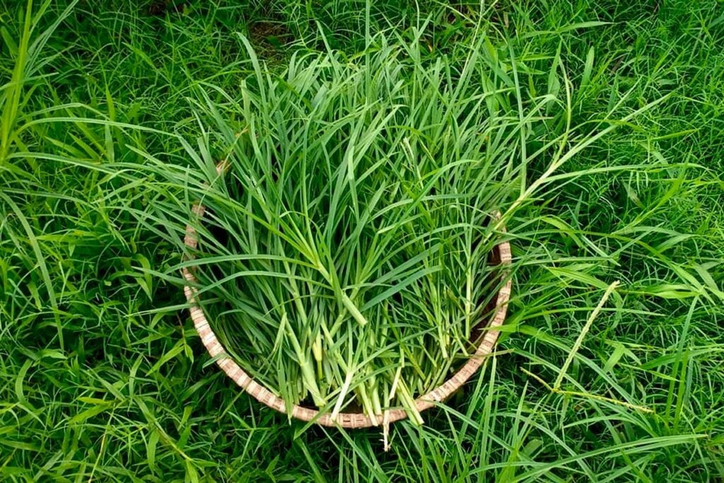 Loại thảo dược này không nên sử dụng liên tục trong thời gian dài hoặc lạm dụng chúng