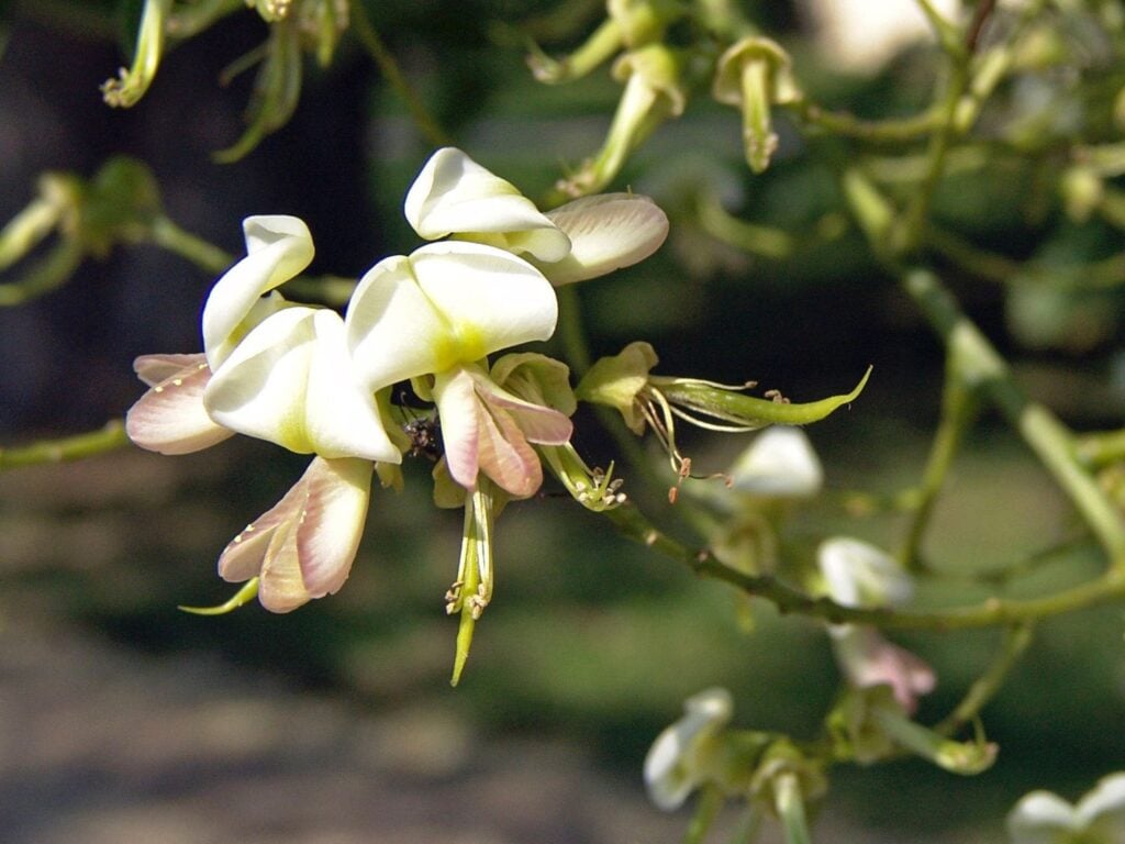 Sử dụng hoa cây hòe đúng cách và đúng liều lượng để đạt hiệu quả cao 