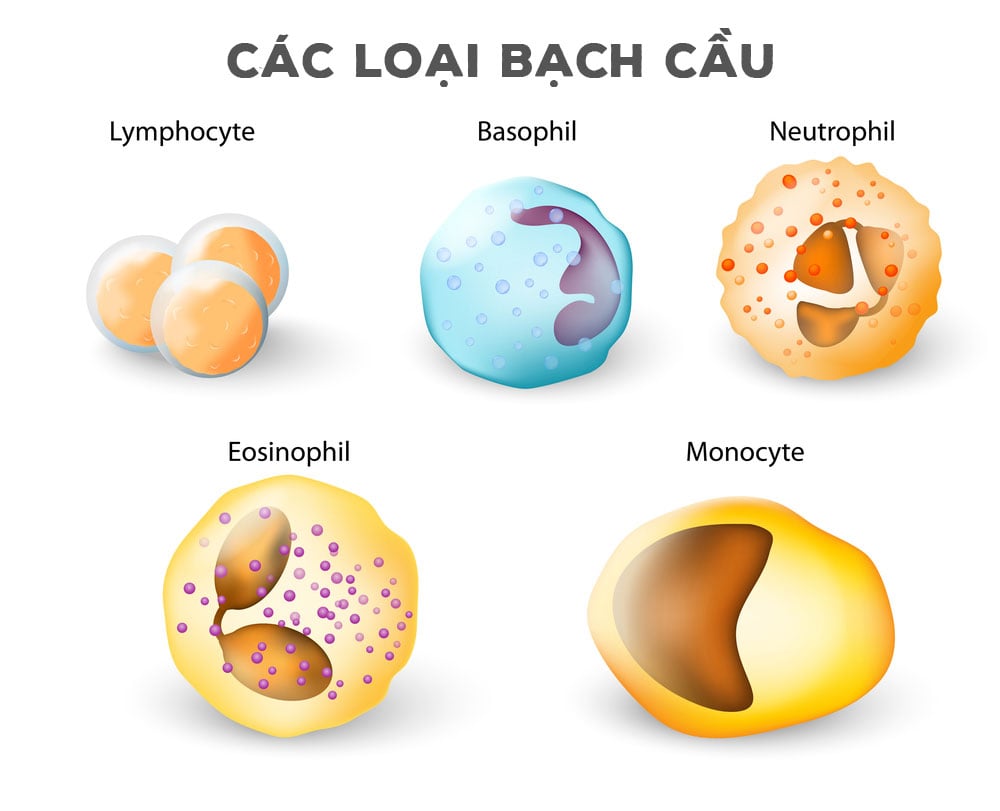 Tùy thuộc vào hình dáng và cấu trúc bạch cầu được chia thành 5 loại khác nhau