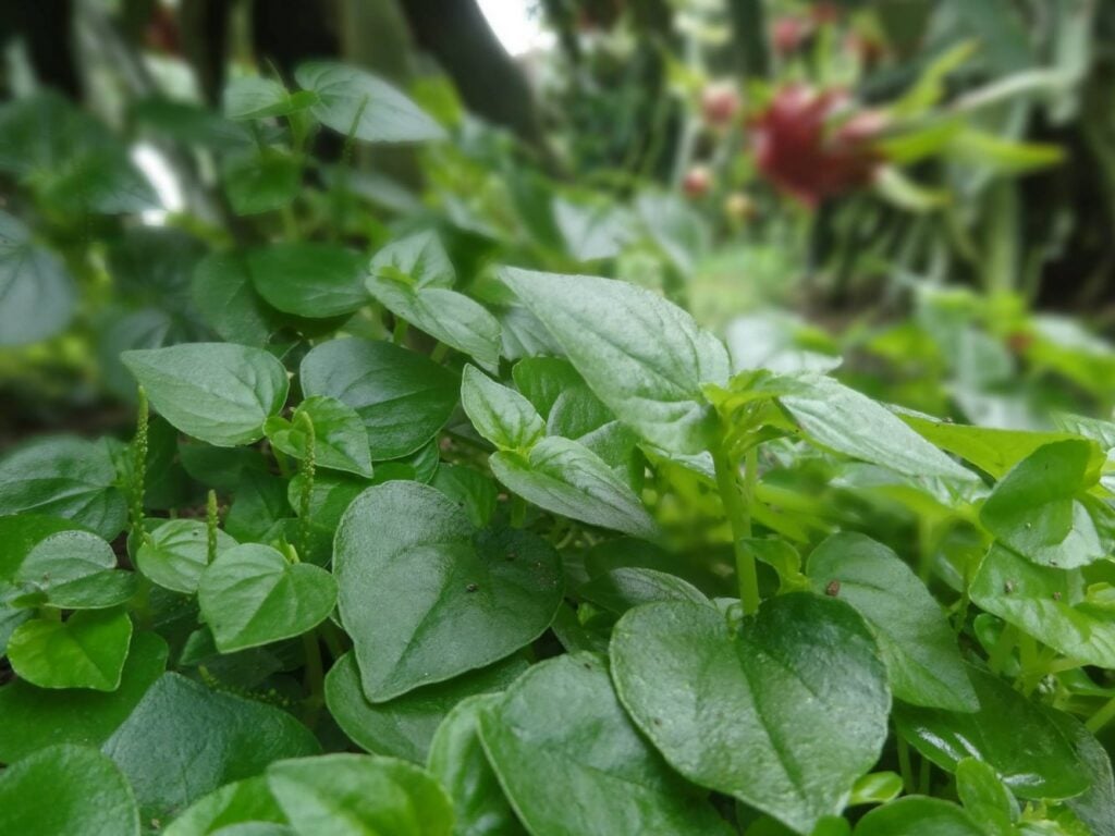 Rau càng cua là gì? Thành phần dinh dưỡng của rau càng cua