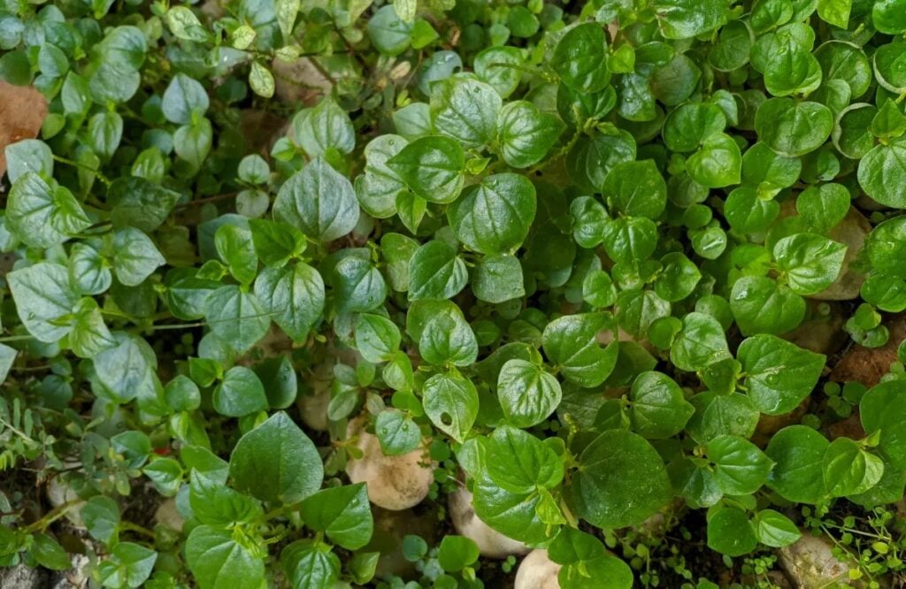 8 công dụng của rau càng cua có lợi cho sức khỏe