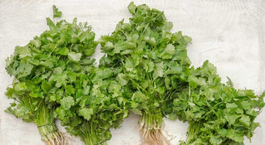 Cây rau mùi còn có công dụng phòng chống các bệnh nhiễm trùng 