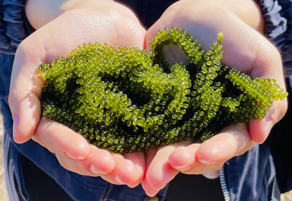 Rong nho cung cấp dưỡng chất đủ đầy