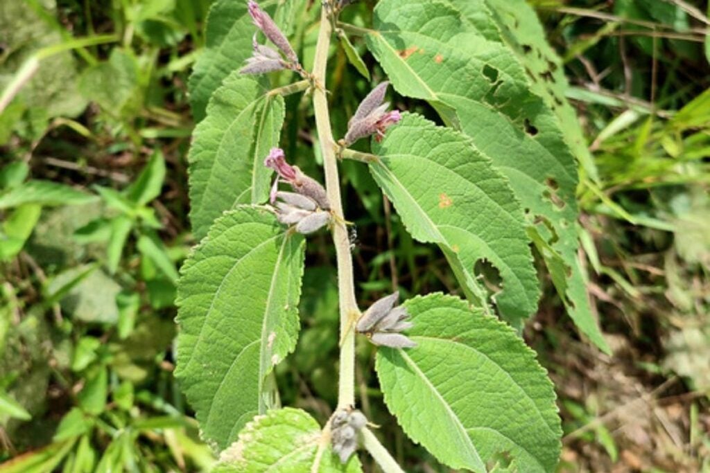 Loại thảo dược này có thể hỗ trợ điều trị ung thư gan, xơ gan, giải độc và làm mát gan