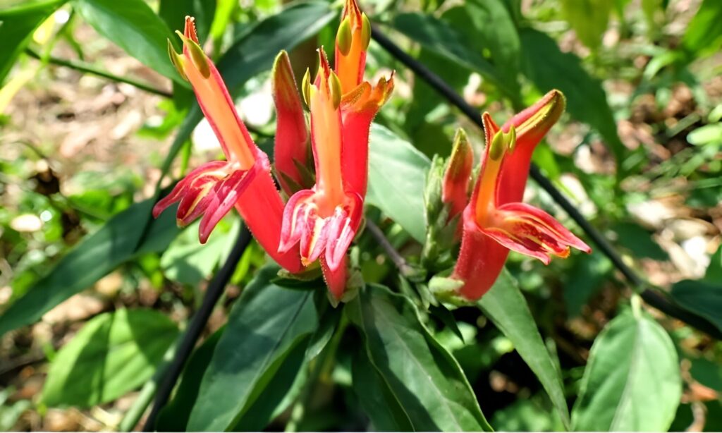 Tác dụng của cây bìm bịp trong y học hiện đại