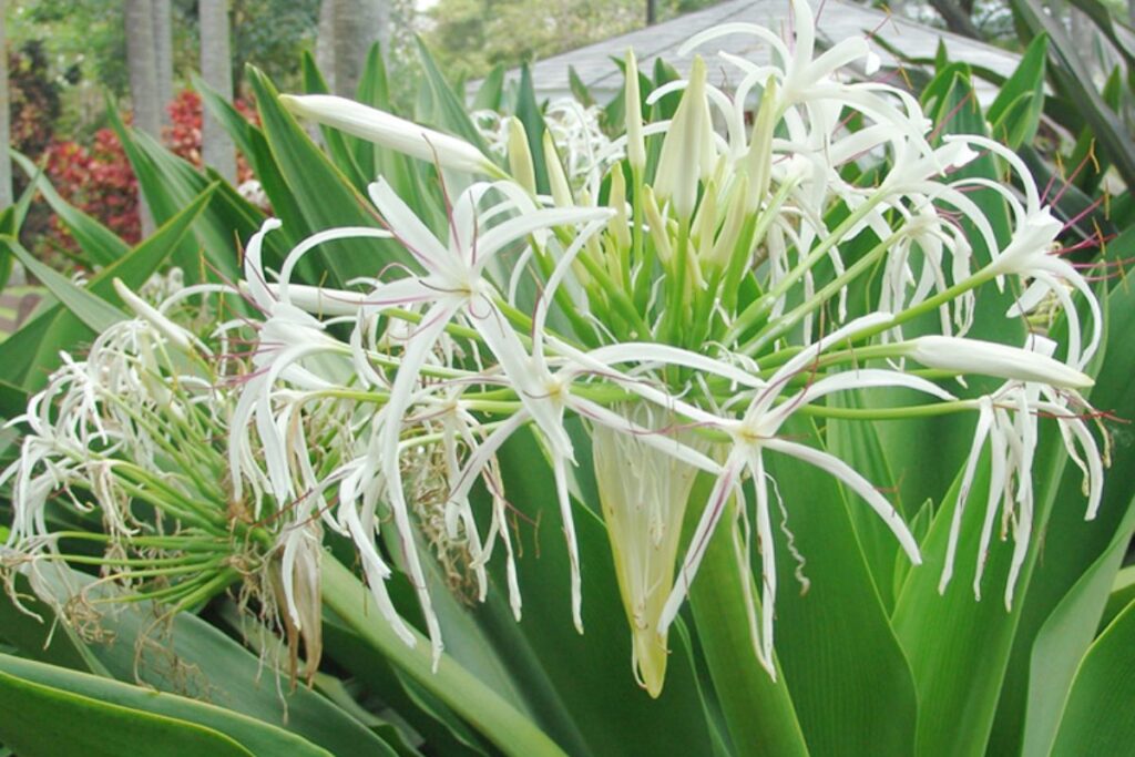 Tác dụng của của cây đại tướng quân