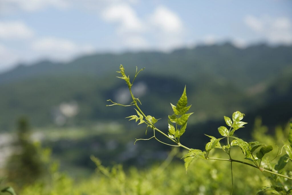 Tác dụng của chè dây đối với sức khỏe