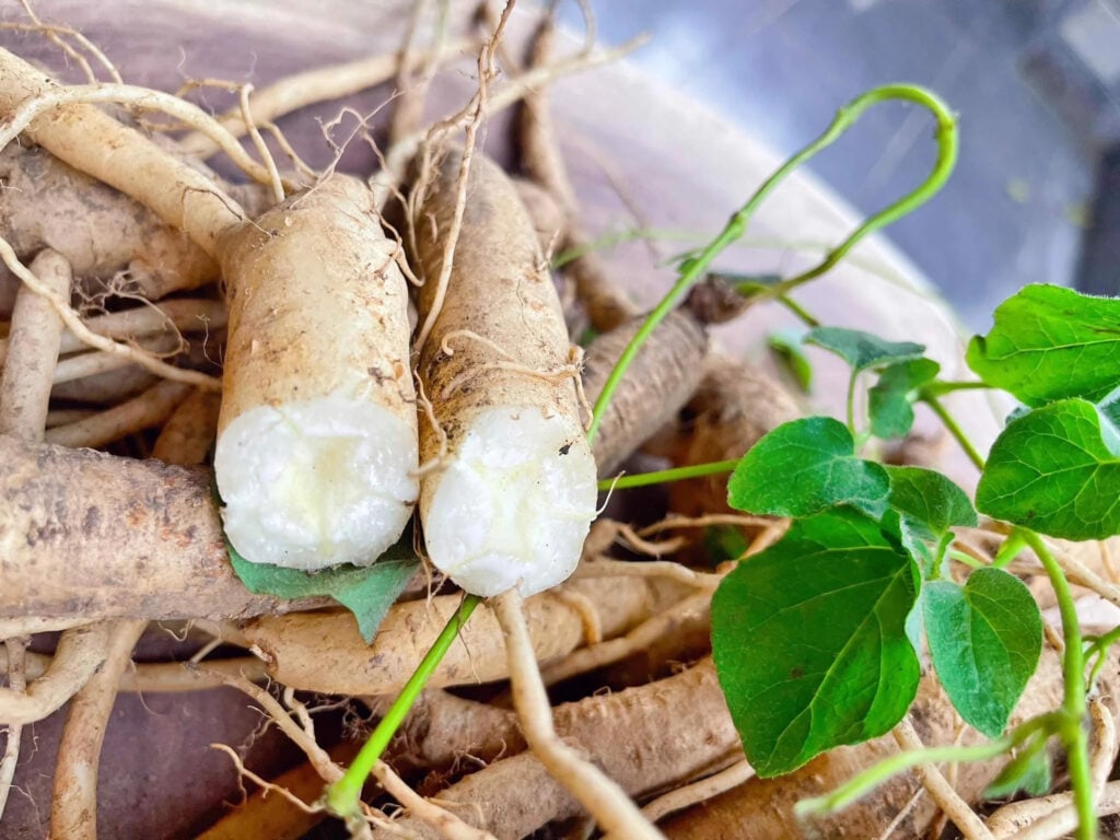 Đảng sâm chứa nhiều saponin, tương tự như Nhân sâm