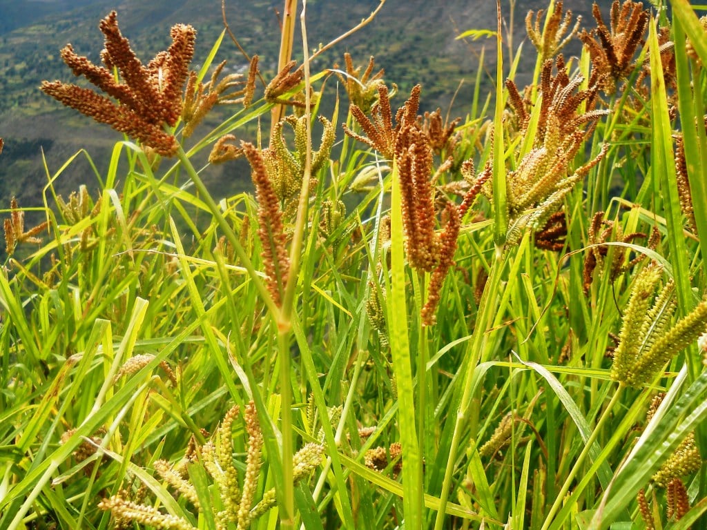 Cần lưu ý người bệnh có cơ địa nhạy cảm và trẻ nhỏ khi sử dụng cỏ mần thầu