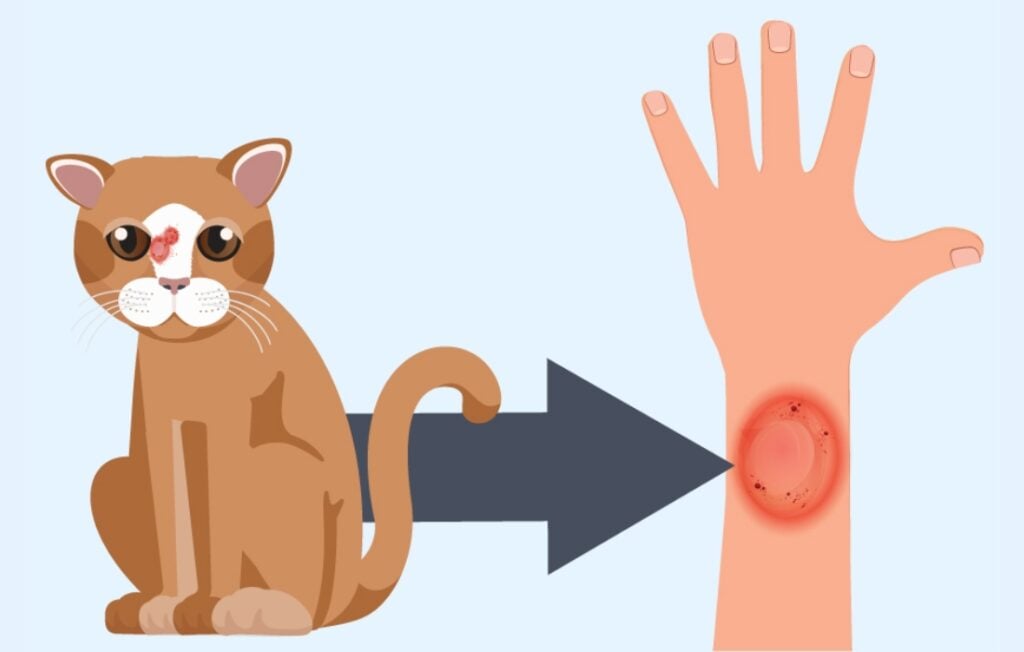 Bệnh hắc lào có thể lây truyền từ động vật sang người 