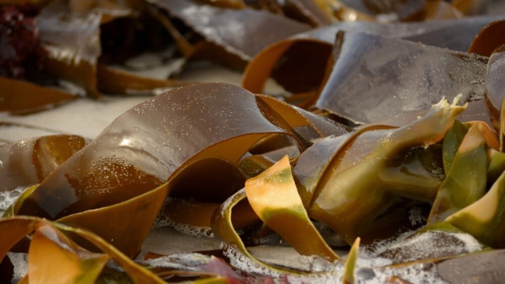 Tảo bẹ là loại rong biển phổ biến tại Việt Nam