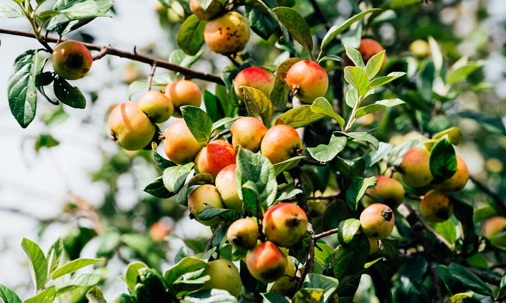 Táo mèo là gì? Công dụng của táo mèo trong chữa bệnh