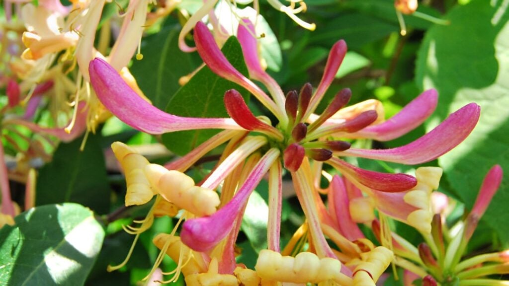 Một số thành phần có trong loại hoa này 