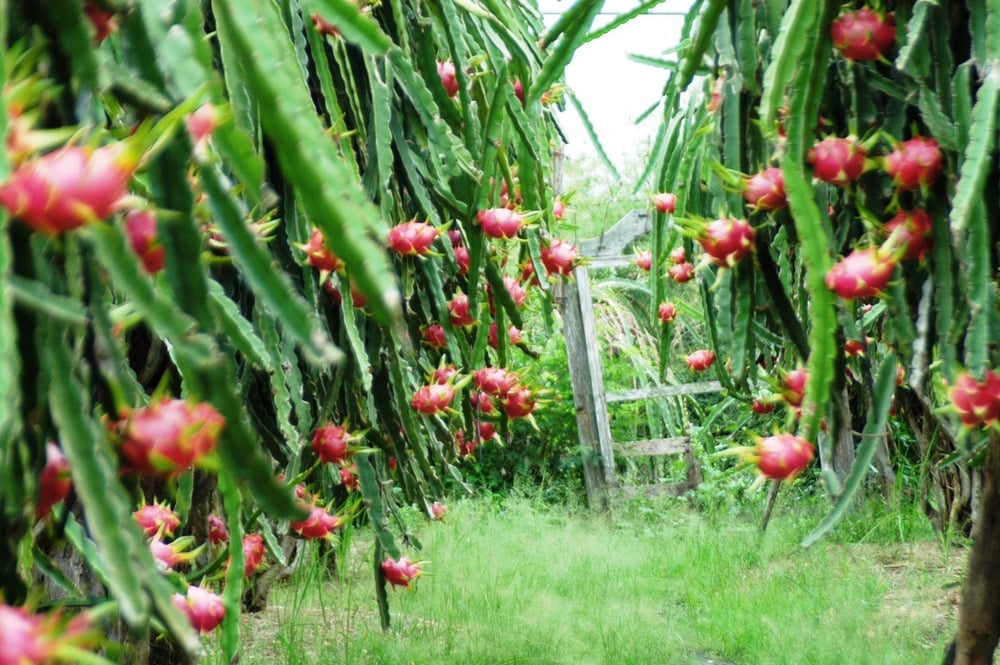 Thanh long có tác dụng bổ máu cho cơ thể