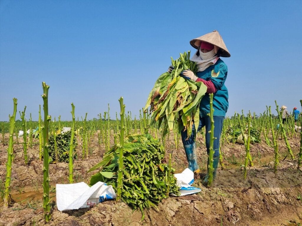 Mùa vụ thu hoạch cây thuốc 