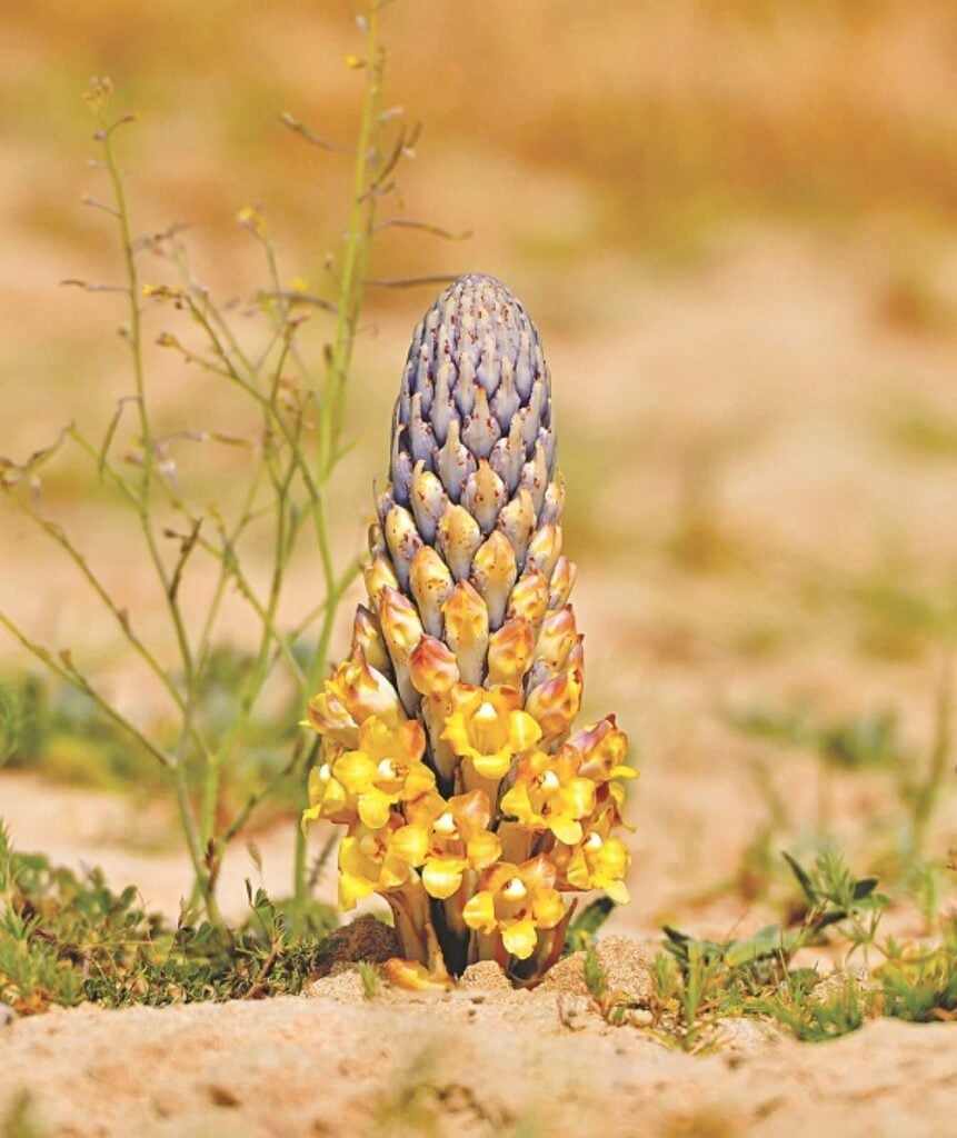 Nhục thung dung là gì? Tác dụng và các bài thuốc