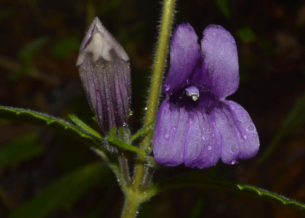 Tổng quan về cây nhân trần 