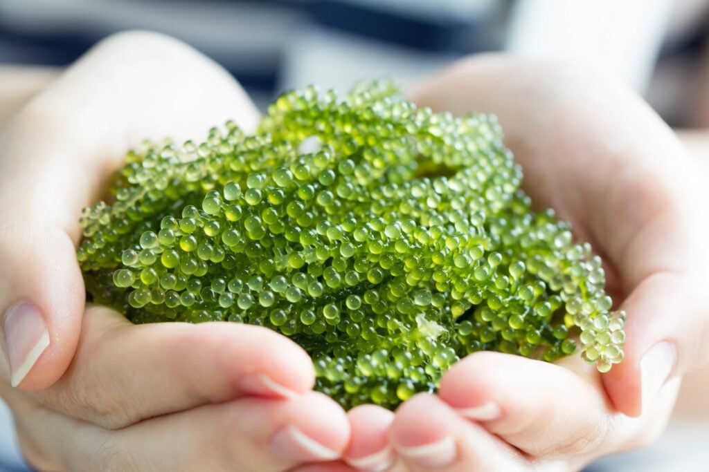 Rong nho ngăn ngừa nhồi máu cơ tim