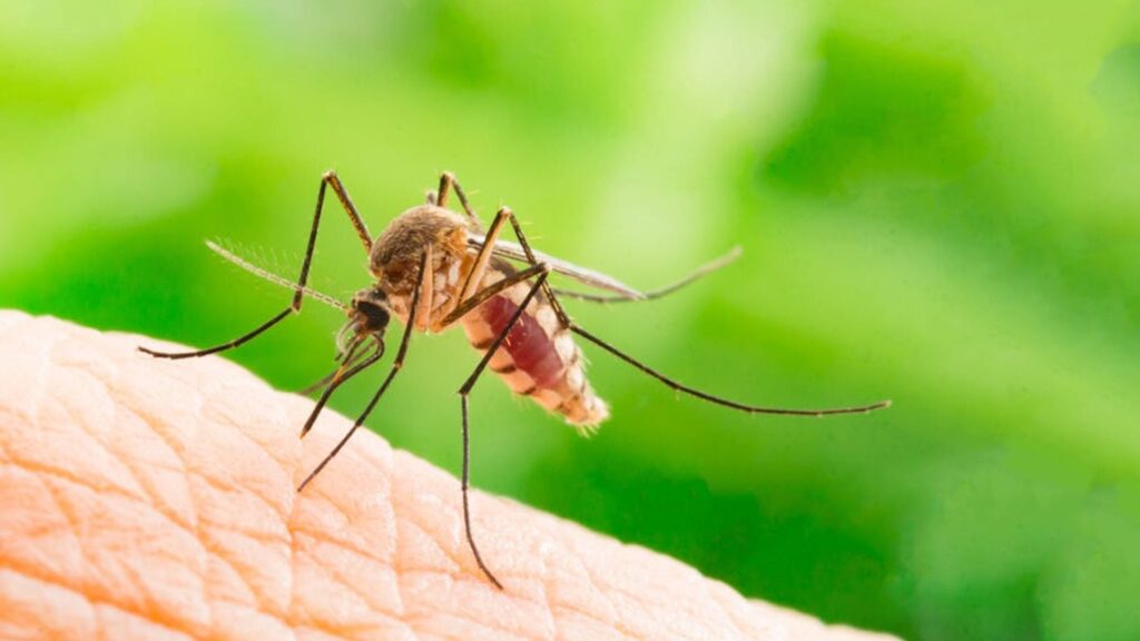 Tránh để muỗi đốt