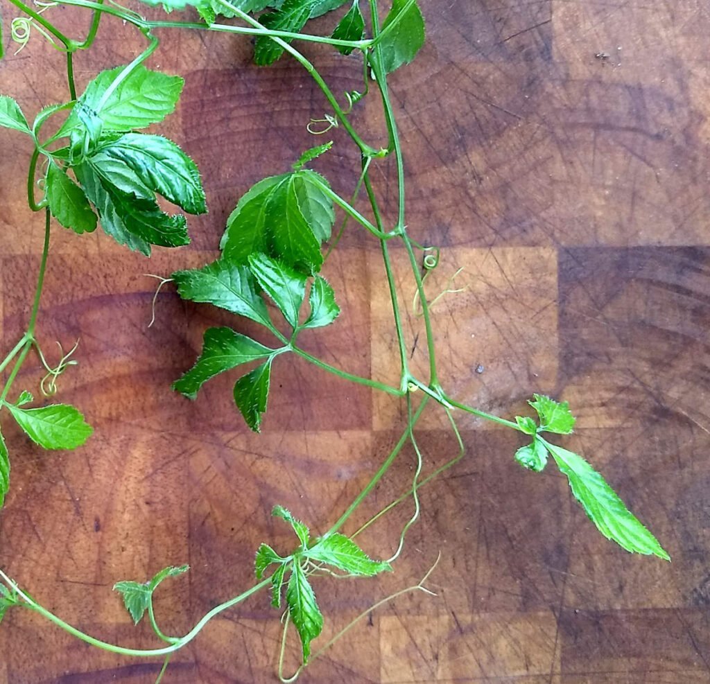 Tỷ lệ mắc bệnh ung thư được giảm nhờ sử dụng cây giảo cổ lam