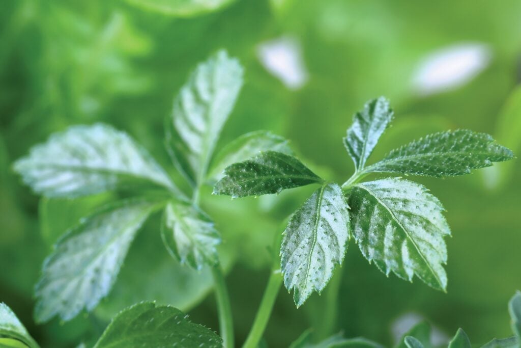 Uống giảo cổ lam hàng ngày có tốt không