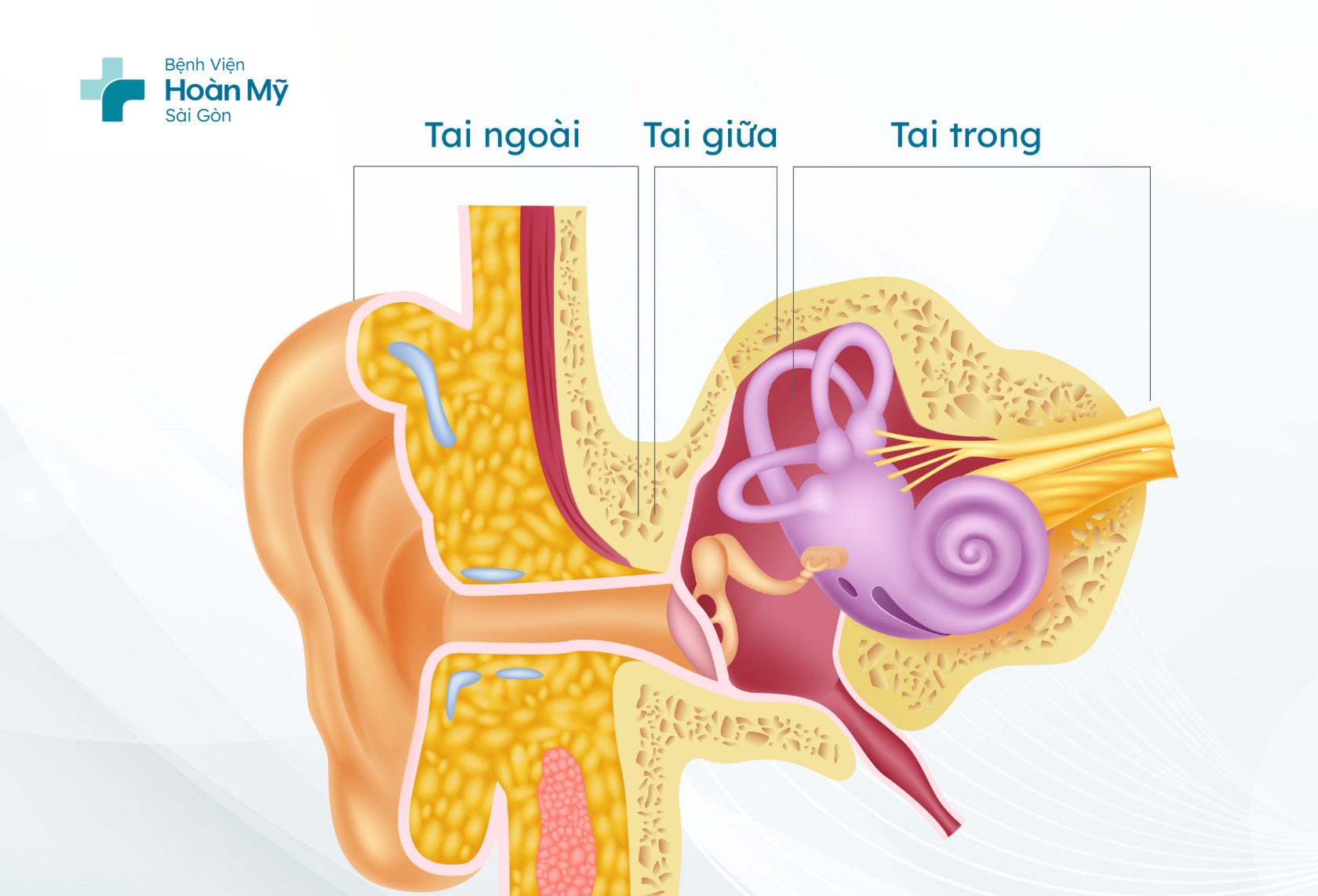 Mối liên quan giữa thiếu Vitamin B12 và suy giảm thính lực